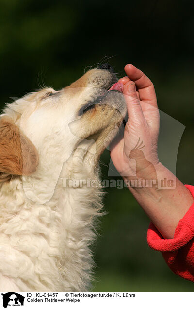 Golden Retriever Welpe / Golden Retriever puppy / KL-01457