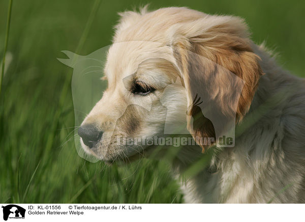 Golden Retriever Welpe / Golden Retriever puppy / KL-01556