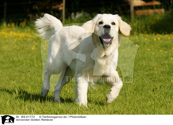 rennender Golden Retriever / running Golden Retriever / BS-01772