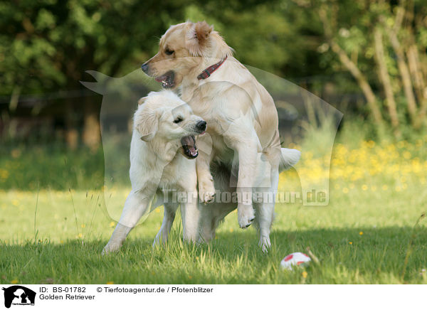 Golden Retriever / Golden Retriever / BS-01782
