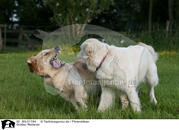 Golden Retriever / Golden Retriever / BS-01784