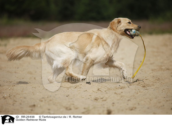 Golden Retriever Rde / male Golden Retriever / RR-26498