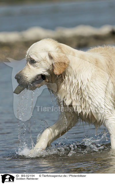 Golden Retriever / Golden Retriever / BS-02154