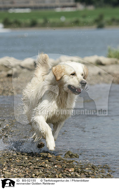 rennender Golden Retriever / running Golden Retriever / BS-02155