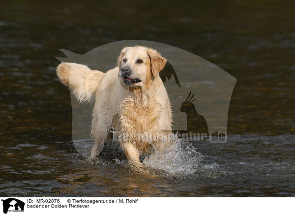 badender Golden Retriever / bathing Golden Retriever / MR-02876
