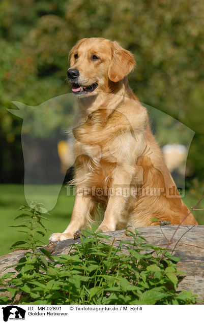 Golden Retriever / Golden Retriever / MR-02891