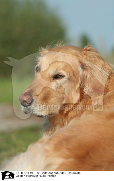 Golden Retriever Rde Portrait / male Golden Retriever Portrait / IF-04649