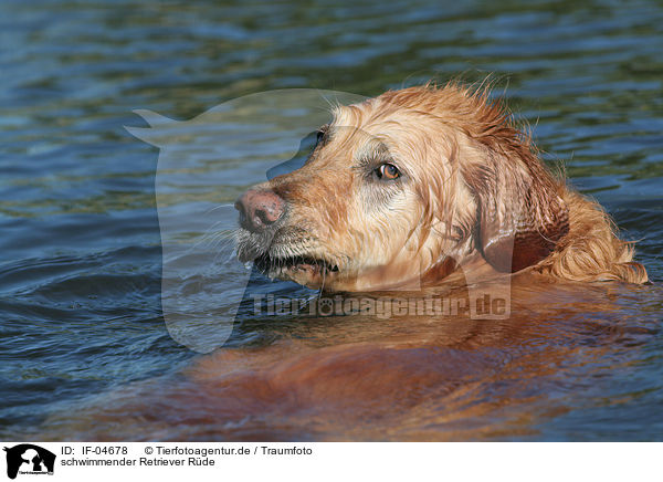 schwimmender Retriever Rde / swimming male Golden Retriever / IF-04678