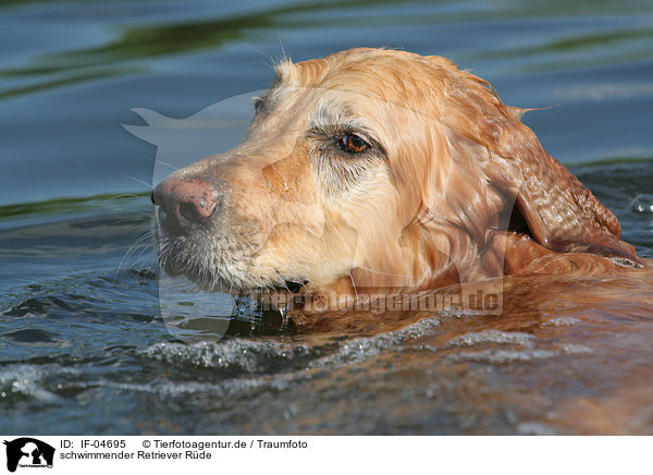 schwimmender Retriever Rde / swimming male Golden Retriever / IF-04695