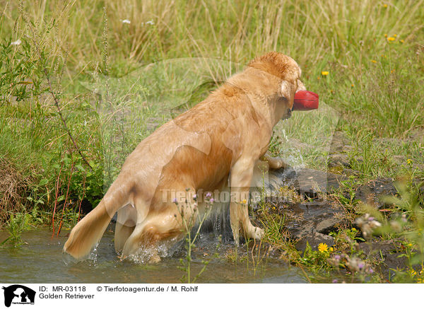 Golden Retriever / Golden Retriever / MR-03118