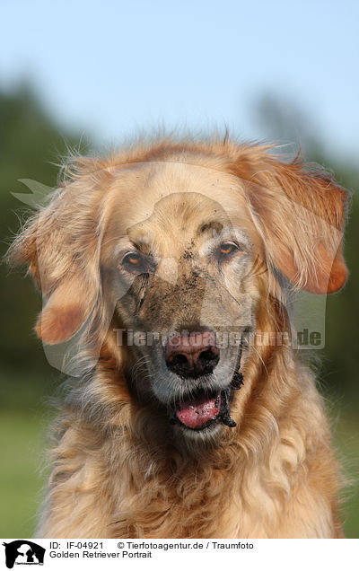 Golden Retriever Portrait / Golden Retriever Portrait / IF-04921