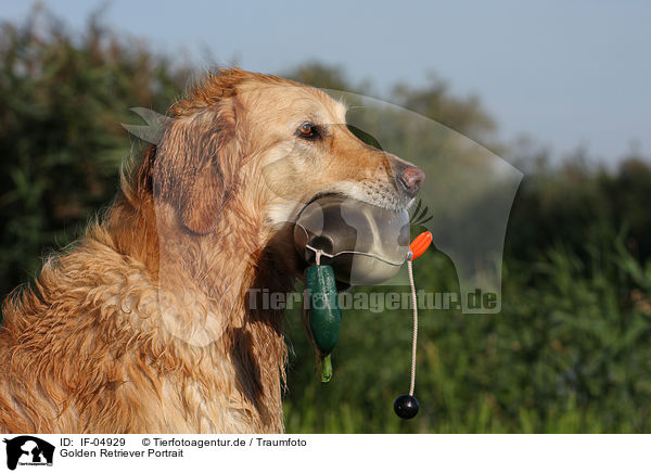 Golden Retriever Portrait / Golden Retriever Portrait / IF-04929