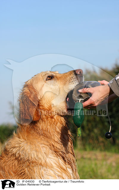 Golden Retriever Portrait / Golden Retriever Portrait / IF-04930