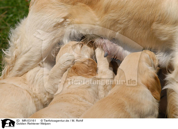 Golden Retriever Welpen / Golden Retriever puppies / MR-03161