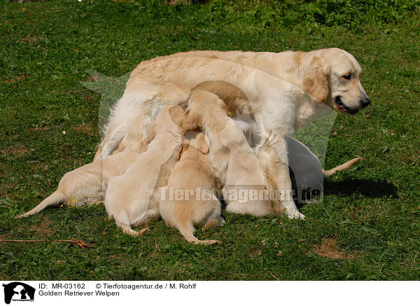 Golden Retriever Welpen / Golden Retriever puppies / MR-03162