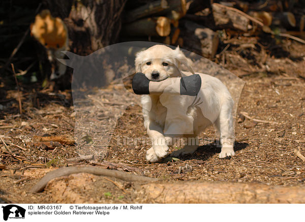spielender Golden Retriever Welpe / playing Golden Retriever puppy / MR-03167