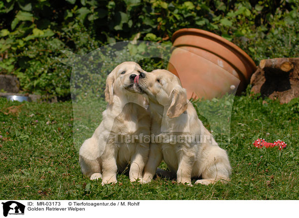 Golden Retriever Welpen / Golden Retriever puppies / MR-03173