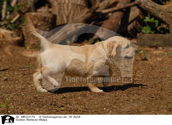 Golden Retriever Welpe / Golden Retriever puppy / MR-03179