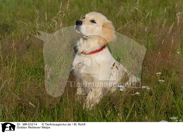 Golden Retriever Welpe / Golden Retriever puppy / MR-03214