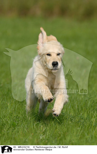 rennender Golden Retriever Welpe / running Golden Retriever puppy / MR-03219
