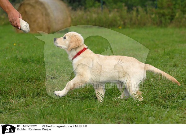 Golden Retriever Welpe / Golden Retriever puppy / MR-03221
