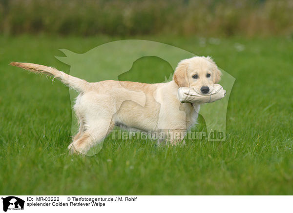 spielender Golden Retriever Welpe / playing Golden Retriever puppy / MR-03222