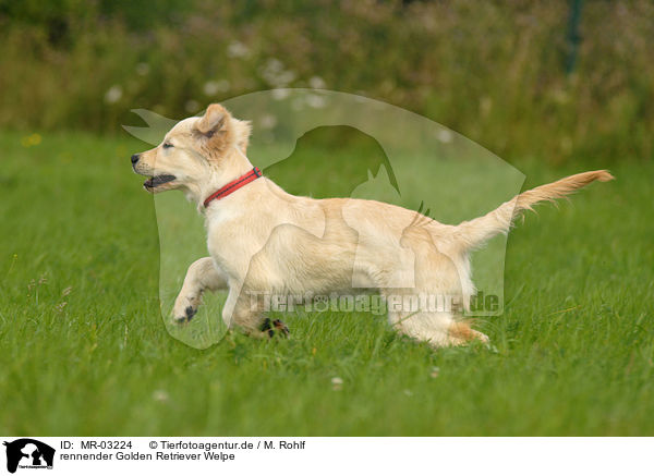 rennender Golden Retriever Welpe / running Golden Retriever puppy / MR-03224