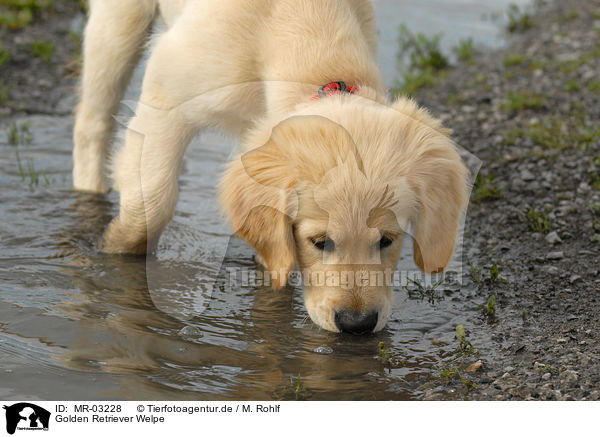 Golden Retriever Welpe / Golden Retriever puppy / MR-03228