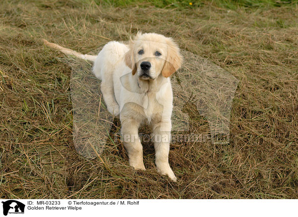 Golden Retriever Welpe / Golden Retriever puppy / MR-03233