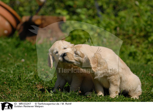 Golden Retriever Welpen / Golden Retriever puppies / MR-03247