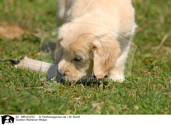 Golden Retriever Welpe / Golden Retriever puppy / MR-03252