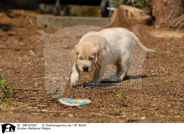 Golden Retriever Welpe / Golden Retriever puppy / MR-03261