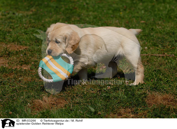 spielender Golden Retriever Welpe / playing Golden Retriever puppy / MR-03266