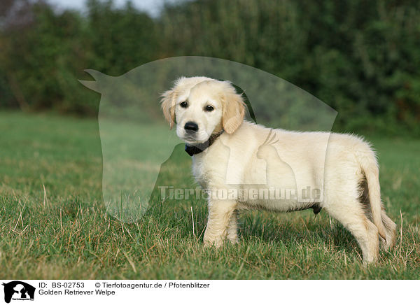 Golden Retriever Welpe / Golden Retriever puppy / BS-02753