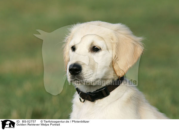 Golden Retriever Welpe Portrait / Golden Retriever puppy portrait / BS-02757