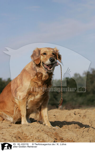 alter Golden Retriever / old Golden Retriever / KL-02219