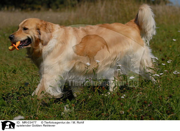 spielender Golden Retriever / playing Golden Retriever / MR-03477
