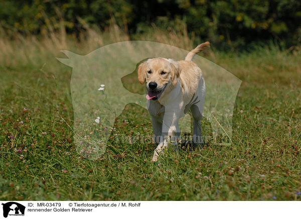rennender Golden Retriever / running Golden Retriever / MR-03479