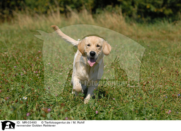 rennender Golden Retriever / running Golden Retriever / MR-03480