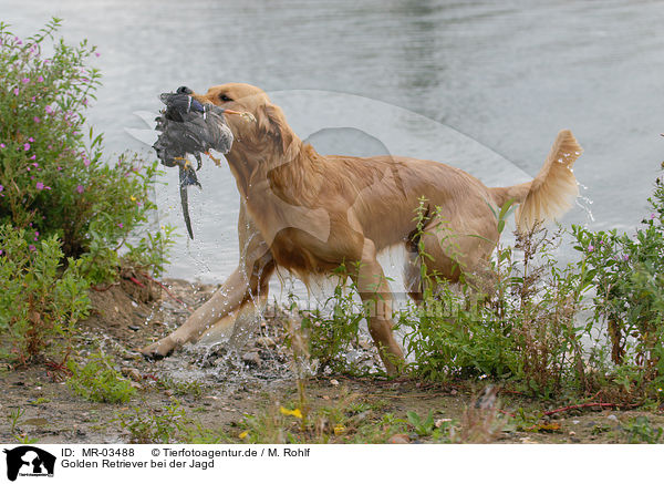 Golden Retriever bei der Jagd / hunting with Golden Retriever / MR-03488