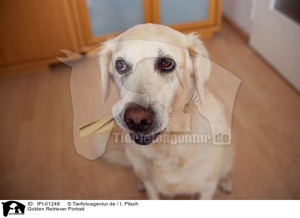 Golden Retriever Portrait / Golden Retriever Portrait / IPI-01248