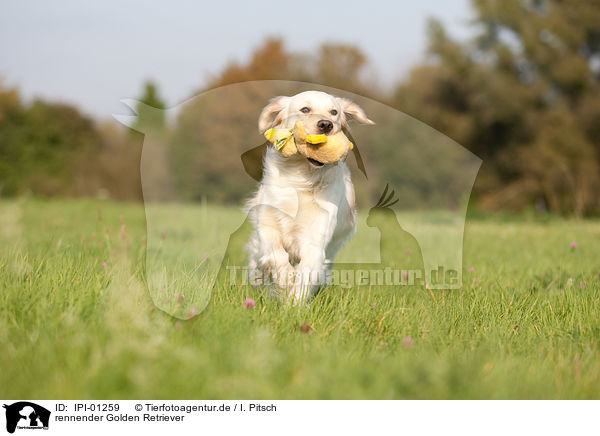 rennender Golden Retriever / running Golden Retriever / IPI-01259