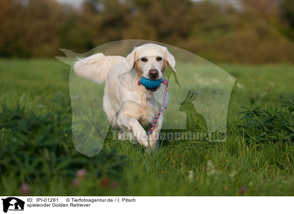 spielender Golden Retriever / playing Golden Retriever / IPI-01281