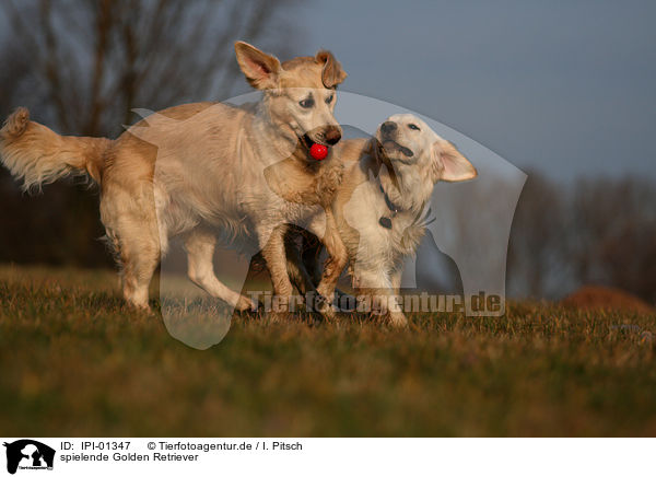 spielende Golden Retriever / playing Golden Retriever / IPI-01347