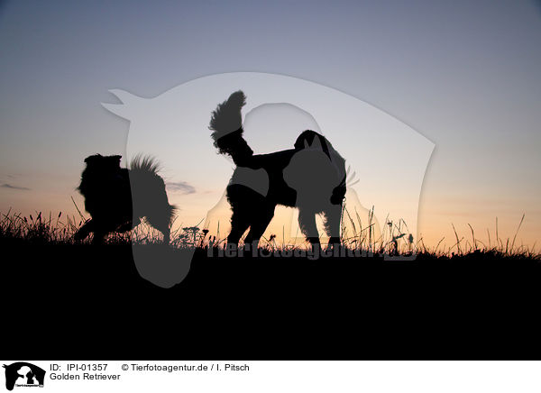 Golden Retriever / Golden Retriever / IPI-01357