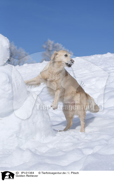 Golden Retriever / Golden Retriever / IPI-01364