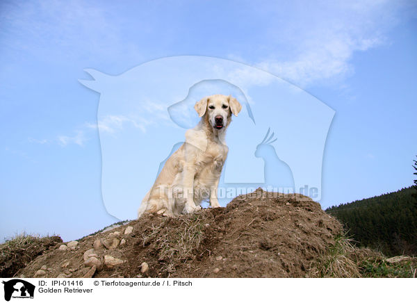 Golden Retriever / Golden Retriever / IPI-01416