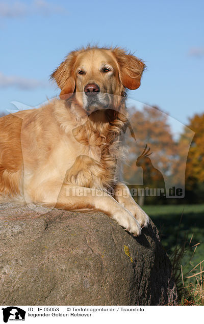 liegender Golden Retriever / lying Golden Retriever / IF-05053