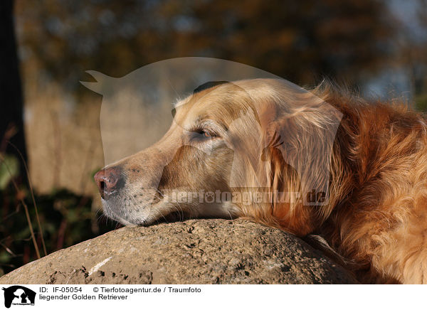 liegender Golden Retriever / lying Golden Retriever / IF-05054