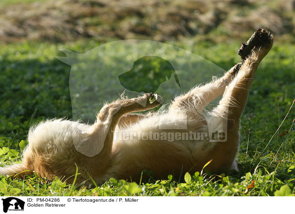 Golden Retriever / Golden Retriever / PM-04286